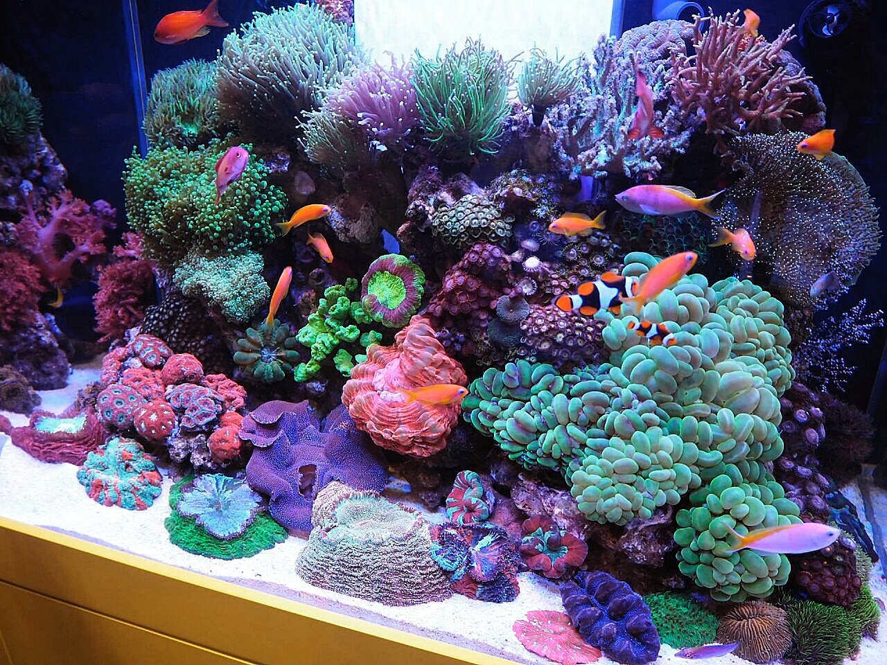 Fish Tank